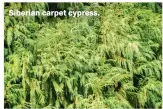  ??  ?? Siberian carpet cypress.