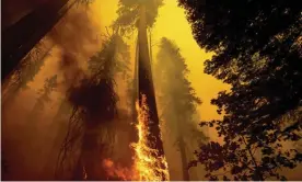  ?? September. Photograph: Noah Berger/AP ?? Flames burn up a tree as part of the Windy fire in Sequoia national forest, California, in