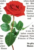  ?? Foto: Smileus ?? Sie gilt als die Königin der Blumen – die Rose.