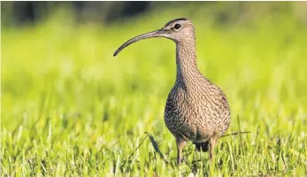  ?? FOTO: GERHARD KERSTING ?? Wird seltener im Bodenseekr­eis: der Große Brachvogel.