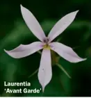  ??  ?? Laurentia ‘Avant Garde’