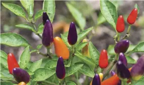  ??  ?? Tabasco peppers ( Capsicum frutescens) do well in containers and can grow in a variety of eye-catching colors.