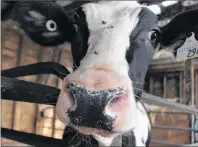  ?? MILLICENT MCKAY/JOURNAL PIONEER ?? One of the Gunning’s cows at Old Home Farm.