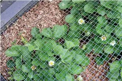  ??  ?? Strawberry plants protected with bird netting.