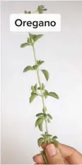  ??  ?? Not just for cooking! Mahdavi says oregano has been shown to stimulate the immune system and lower blood glucose levels. It can be also used for digestion, bronchitis, and asthma