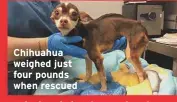  ??  ?? Chihuahua weighed just four pounds when rescued