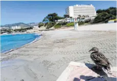  ?? FOTO: CLARA MARGAIS/DPA ?? Noch hat diese Ente ein gutes Stück des Strandes von Paguera auf Mallorca für sich allein. Von spätestens 22. Juni an wird das anders sein.