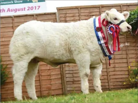  ??  ?? A massive cheer erupted around the Charolais ring as Judge’s Matthew Milne and Tracey Nicoll’s of England tapped forward Sagesse Martha ET at the National Charolais Show in Tullamore. The popular Champion looked exceptiona­l as she was awarded the...