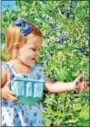  ??  ?? Mallory Kercher of Reading won third prize for her photo of her 2-year-old daughter enjoying blueberry picking.