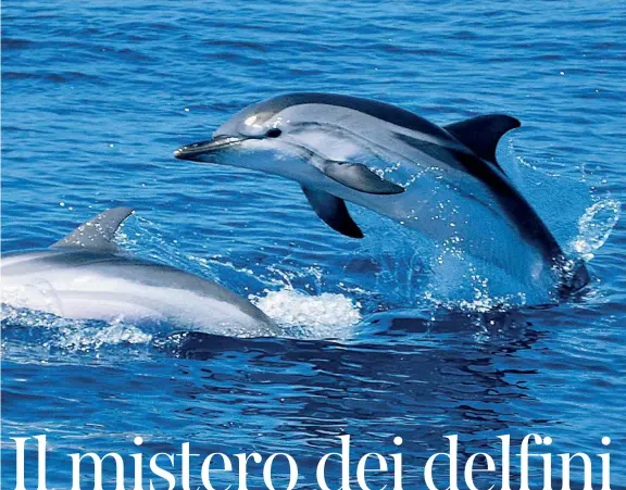  ?? (foto Ansa) ?? In mare Una coppia di stenelle, in una foto scattata nel Mar Ligure. Da adulti arrivano a misurare fino a 2,5 metri. Si immergono fino a 200 metri per cercare cibo