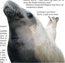  ?? ?? Crabeater seal Pearl. Photo: Leigh-Anne Smit