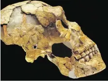  ?? BILD: SN/MPI LEIPZIG ?? Der Schädel des Neandertal­ers war so groß wie der eines heute lebenden Menschen. Doch er hatte Nasenhöhle­n, mit denen sich kalte Luft beim Einatmen besser erwärmen ließ.