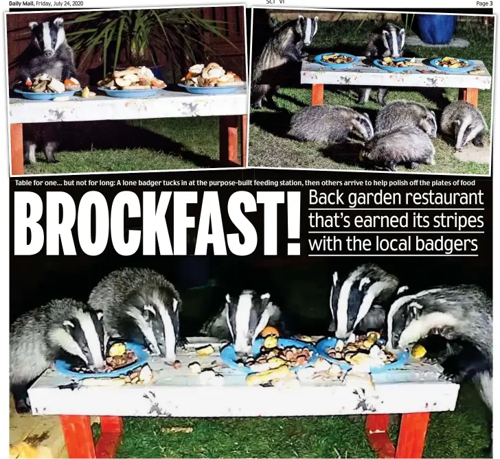  ??  ?? Fine dining: Mr Payne’s photo of, from left, Biscuit, Zeb, Smudge, Beavis and Biggs, enjoying a midnight feast. The badgers have more than 600 fans on Facebook Table for one... but not for long: A lone badger tucks in at the purpose-built feeding station, then others arrive to help polish off the plates of food