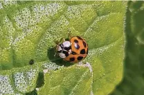  ?? Brandi Keller / Contributo­r ?? The Asian lady beetle has a black “M” shape on the back of its head.