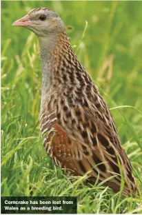  ??  ?? Corncrake has been lost from Wales as a breeding bird.