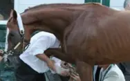  ?? GARRY JONES/THE ASSOCIATED PRESS ?? California Chrome has hoof checked after Saturday’s Belmont.