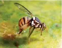  ?? PICTURE: SCOTT BAUER/USDA ?? PEST: The oriental fruit fly, Bactrocera
dorsalis, can cause ‘considerab­le damage’.