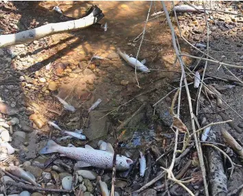  ?? FISCHEREIV­EREIN AN DER EMME BURGDORF ?? Dieses Foto hat der Fischereiv­erein Emme Burgdorf veröffentl­icht.