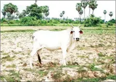  ?? VICTORIA MORCK MADSEN ?? The Ministry of Agricultur­e, Forestry and Fisheries is promoting the sector to focus on large-scale livestock amid an increase in exports.