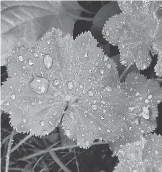  ?? JULIE RUBIN/THE ASSOCIATED PRESS ?? Fill the frame with small details, like dew drops on lady’s mantle.