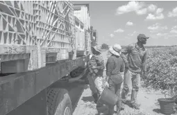  ?? CODYJACKSO­N/AP ?? Workers load a truck with tomatoes March 24 at a farm in Delray Beach, Fla. In some states, farmworker­s are not in the priority groups authorized to receive vaccines.