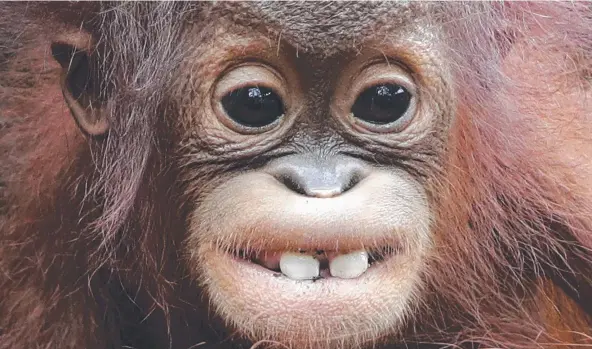  ?? Picture: AP ?? PEARLY WHITES: Khansa, an eight-month-old critically endangered Bornean orang-utan, shows off its two front teeth at the Singapore Zoo this week. Researcher­s have found the apes may have knowledge of medicines which are not known to humans.