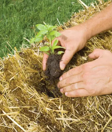  ??  ?? Planting a starter plant.