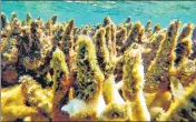  ?? ?? Diseased corals at a reef in the Cairns/Cooktown on the Great Barrier Reef in Australia. ‘Not normal’