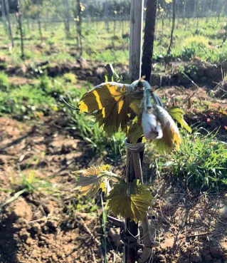  ??  ?? Una vite di Bolgheri — il Sangiovese di Giacomo Satta — così come appariva ieri mattina dopo la gelata della notte.
Tra i produttori non si nasconde il timore che le prossime nottate possano mettere a rischio le piante