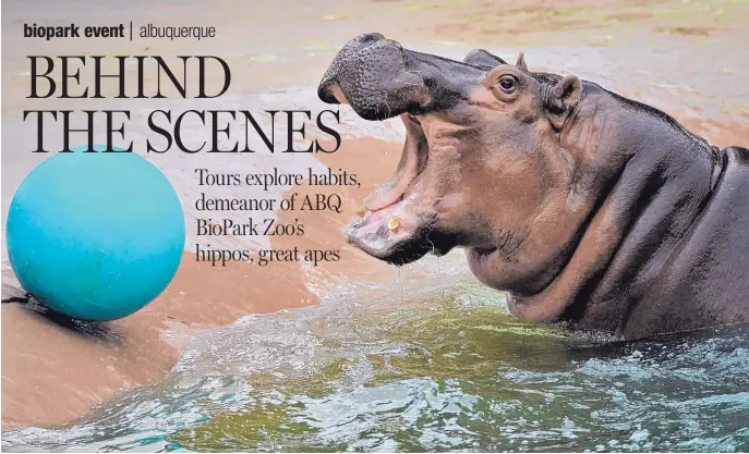  ?? COURTESY OF NEW MEXICO BIOPARK SOCIETY ?? The New Mexico BioPark Society is hosting a Hippo Tour on Saturday, June 22, at the ABQ BioPark Zoo.
