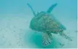  ?? FOTO: DPA ?? Weibliche Meeresschi­ldkröte vor Australien.