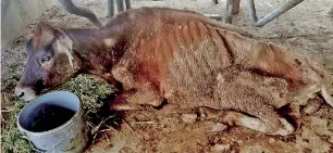  ??  ?? A cow suffering from Mycoplasma on Amal Suriyage’s farm