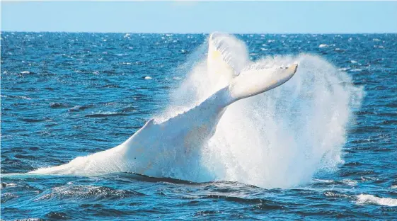  ?? Picture: SEA WORLD WHALE WATCH ?? Famous white whale Migaloo splashes in Gold Coast waters yesterday.