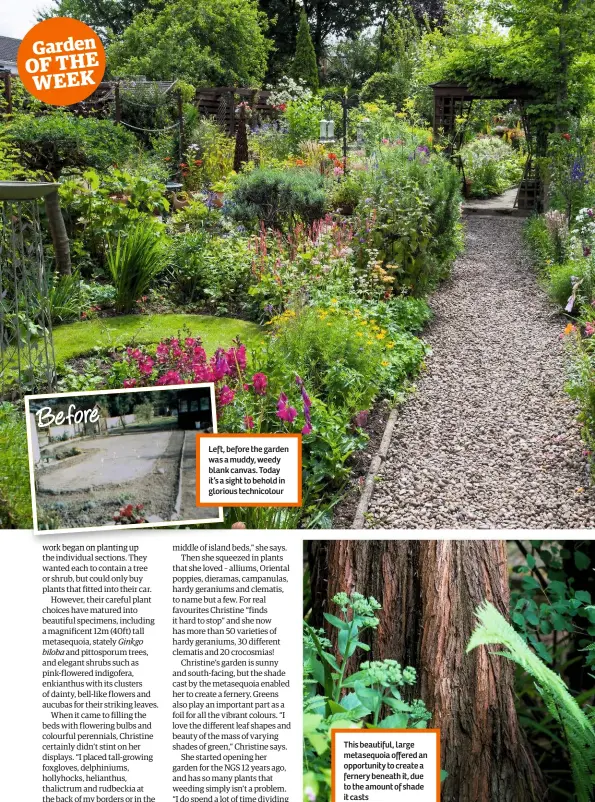  ??  ?? Left, before the garden was a muddy, weedy blank canvas. Today it’s a sight to behold in glorious technicolo­ur This beautiful, large metasequoi­a offered an opportunit­y to create a fernery beneath it, due to the amount of shade it casts