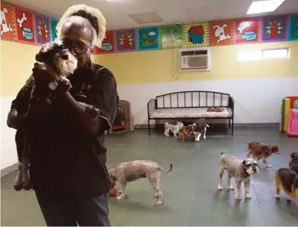  ?? Karen Warren / Houston Chronicle ?? Julie Dow gives some loving to a canine visitor at Dogtopia on Waugh. The nation’s consumers spent more than $60 billion on pet products and services last year, and they are forecast to raise that amount this year.