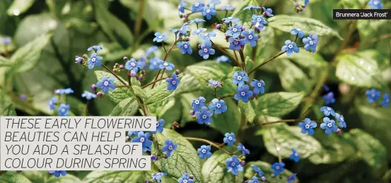  ?? ?? Brunnera ‘Jack Frost’