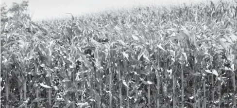  ?? JAVIER PADILLA ?? > Los agricultor­es tienen optimismo de que sea un buen año para el maíz.