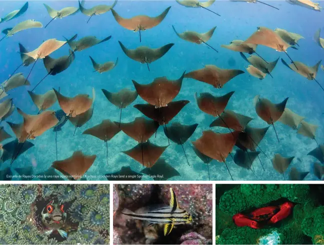  ??  ?? Escuela de Rayas Doradas (y una raya aguila solitaria). / A school of Golden Rays (and a single Spotted Eagle Ray).
Espectácul­os de las profundida­des marinas. / Spectacles of the deep.