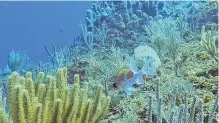  ?? SARAH MARSH • REUTERS ?? A view of a coral colony on the coast of Havana, Cuba, March 28, 2021. While Cuba’s marine life has suffered from overfishin­g and pollution, there is mounting evidence that the warming of waters due to climate change may be taking a large toll as well.