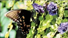  ?? NORMAN WINTER/TRIBUNE NEWS SERVICE ?? This spicebush swallowtai­l feeds on a Superbells Double Blue calibracho­a, which is making its debut this spring.