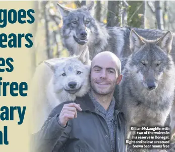  ??  ?? Killian McLaughlin with
two of the wolves in his reserve in Donegal. Right and below: a rescued
brown bear roams free