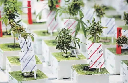  ?? BOB TYMCZYSZYN THE ST. CATHARINES STANDARD ?? CannTrust Niagara Greenhouse Facility opened its doors for a tour and grand opening of the cannabis facility in Fenwick Ontario recently.