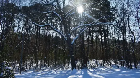  ?? (Pine Bluff Commercial/I.C. Murrell) ?? The sun peers through the trees Friday as at least a foot of snow remains on the ground north of Pine Bluff. Temperatur­es are expected to rise above freezing today for the first time since Feb. 11, according to the forecast.