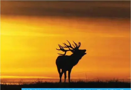  ??  ?? A buck silhouette­d at sunset bellows yesterday near the village of Gorodilovi­chi, some 300 km north of Minsk. — AFP