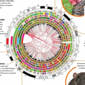  ??  ?? Sebrafisk
Skillet mellom fisk og pattedyr skjedde veldig tidlig i utviklinge­n, derfor er det svært få likheter i forhold til genene våre.
Menneske
Denne ringen represente­rer genene på et menneskeli­g kromosom, og tallene represente­rer...