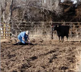  ?? Donnis Hueftle-Bullock ?? Tagging calves is a daily activity that is necessary in any cow calf operation. Above, Kyle tags a calf while its mother keeps a watchful eye on what’s going on.