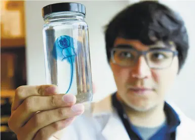  ?? Photos by Michael Short / Special to The Chronicle ?? Postdoctor­al fellow Duncan Leitch holds a skate specimen used for testing in David Julius’ lab at UCSF.