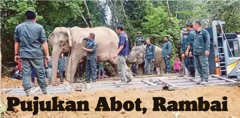  ?? Mohd Khairul Adha Mat Amin ?? ANGGOTA PERHILITAN memindahka­n seekor gajah liar di Kampung Air Putih selepas berjaya dijinakkan. Kita akan terus memburu lima lagi gajah liar di situ yang sempat melarikan diri ketika operasi dilakukan”