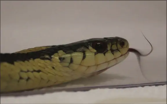  ?? NOAM MILLER VIA THE NEW YORK TIMES ?? A garter snake f licks its tongue. Scientists measured snakes’ interest in pads that were rubbed with samples of their own scent, including some doctored with olive oil, gauging how long they f licked their tongues to taste the air; longer indicating sustained interest.