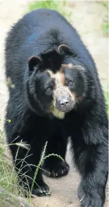  ?? Picture: 124rf.com/wrangel ?? LAST GLANCE The endangered spectacled bear.